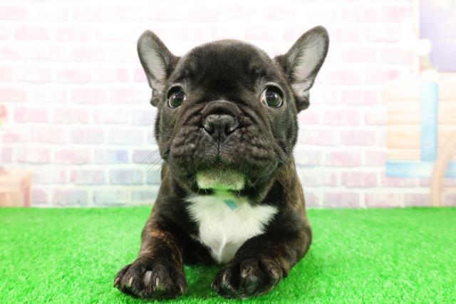 フレンチブルドッグ