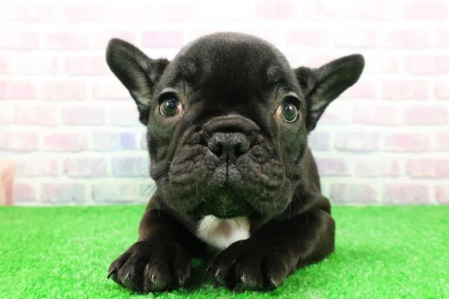 茨城県のフレンチブルドッグ (Coo&RIKU筑西店/2025年11月25日生まれ/女の子/ブリンドルホワイト)の子犬
