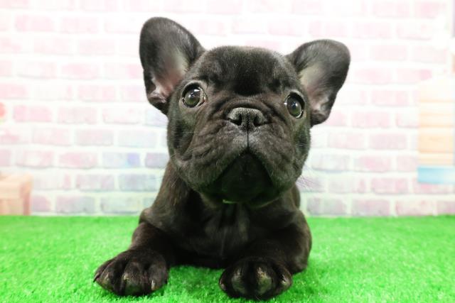 茨城県のフレンチブルドッグ (Coo&RIKU水戸店/2025年11月25日生まれ/女の子/ブリンドル)の子犬