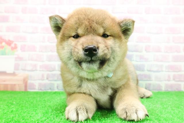 北海道の柴犬(標準サイズ) (Coo&RIKU札幌東店/2025年11月29日生まれ/男の子/赤)の子犬の1枚目の画像