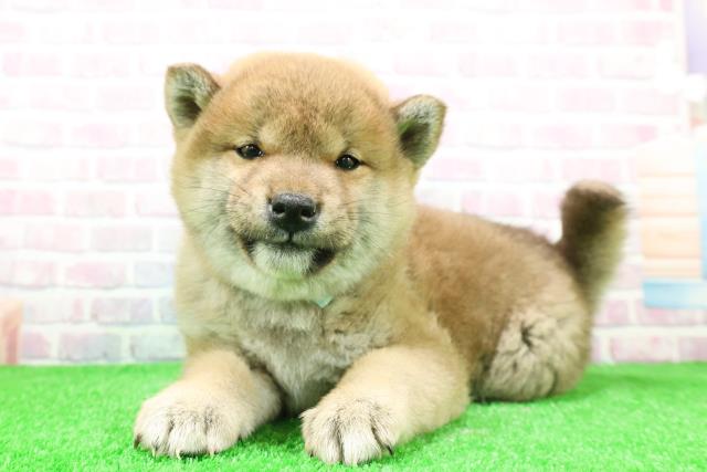 北海道の柴犬(標準サイズ) (Coo&RIKU札幌東店/2025年11月29日生まれ/男の子/赤)の子犬の2枚目の画像