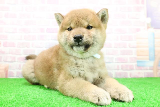 北海道の柴犬(標準サイズ) (Coo&RIKU札幌東店/2025年11月29日生まれ/男の子/赤)の子犬の3枚目の画像