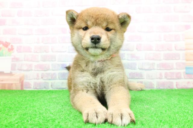 北海道の柴犬(標準サイズ) (Coo&RIKU札幌西店/2025年11月29日生まれ/女の子/赤)の子犬の1枚目の画像