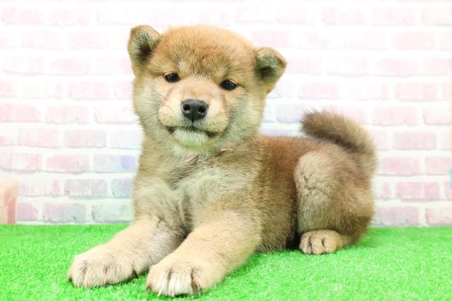 北海道の柴犬(標準サイズ) (Coo&RIKU札幌西店/2025年11月29日生まれ/女の子/赤)の子犬の2枚目の画像