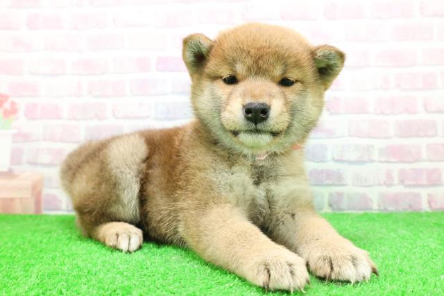 北海道の柴犬(標準サイズ) (Coo&RIKU札幌西店/2025年11月29日生まれ/女の子/赤)の子犬の3枚目の画像