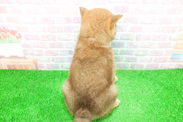 北海道の柴犬(標準サイズ) (Coo&RIKU札幌西店/2025年11月29日生まれ/女の子/赤)の子犬の4枚目の画像