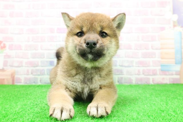 北海道の柴犬(標準サイズ) (Coo&RIKU函館店/2025年11月29日生まれ/女の子/赤)の子犬の1枚目の画像