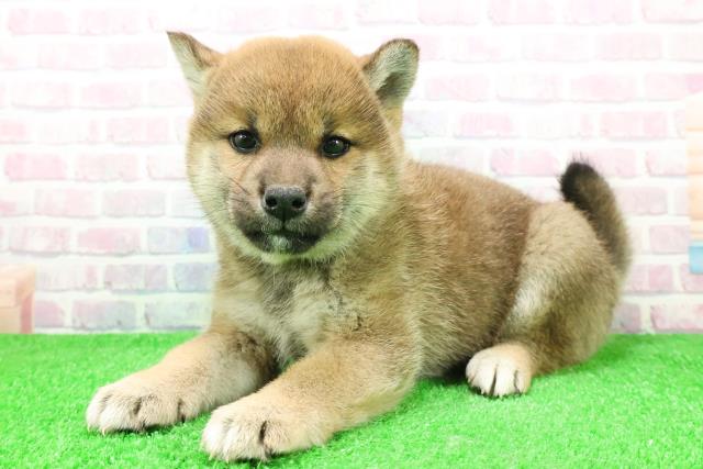 北海道の柴犬(標準サイズ) (Coo&RIKU函館店/2025年11月29日生まれ/女の子/赤)の子犬の2枚目の画像