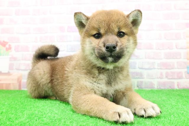 北海道の柴犬(標準サイズ) (Coo&RIKU函館店/2025年11月29日生まれ/女の子/赤)の子犬の3枚目の画像