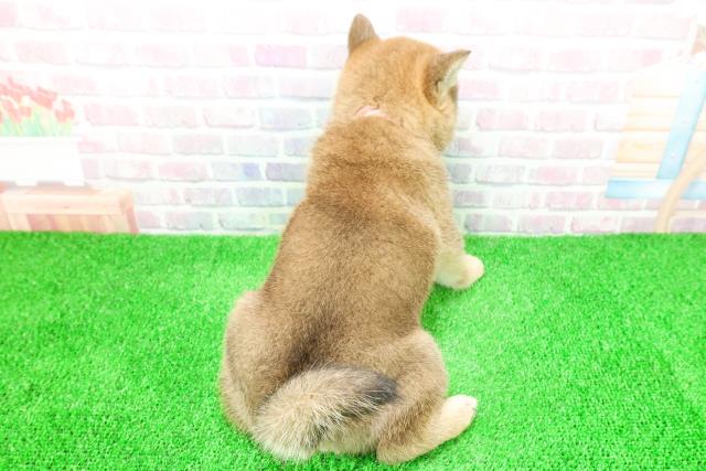 北海道の柴犬(標準サイズ) (Coo&RIKU函館店/2025年11月29日生まれ/女の子/赤)の子犬の4枚目の画像