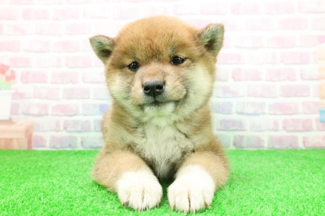 北海道の柴犬(標準サイズ) (Coo&RIKU北見店/2025年11月29日生まれ/女の子/赤)の子犬の1枚目の画像