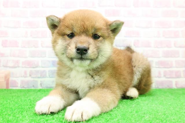 北海道の柴犬(標準サイズ) (Coo&RIKU北見店/2025年11月29日生まれ/女の子/赤)の子犬の2枚目の画像