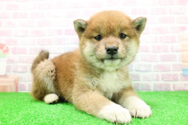 北海道の柴犬(標準サイズ) (Coo&RIKU北見店/2025年11月29日生まれ/女の子/赤)の子犬の3枚目の画像