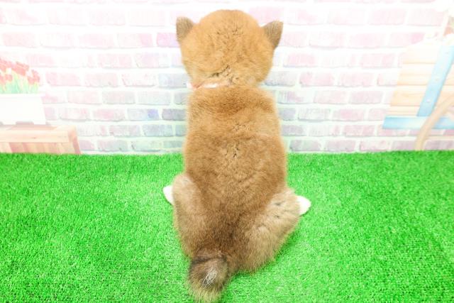 北海道の柴犬(標準サイズ) (Coo&RIKU北見店/2025年11月29日生まれ/女の子/赤)の子犬の4枚目の画像