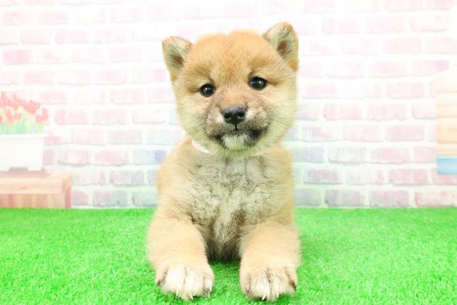 青森県の柴犬(標準サイズ) (Coo&RIKU八戸店/2025年11月28日生まれ/女の子/赤)の子犬の1枚目の画像