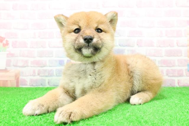 青森県の柴犬(標準サイズ) (Coo&RIKU八戸店/2025年11月28日生まれ/女の子/赤)の子犬の2枚目の画像