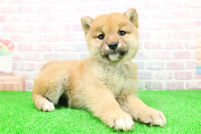 青森県の柴犬(標準サイズ) (Coo&RIKU八戸店/2025年11月28日生まれ/女の子/赤)の子犬の3枚目の画像