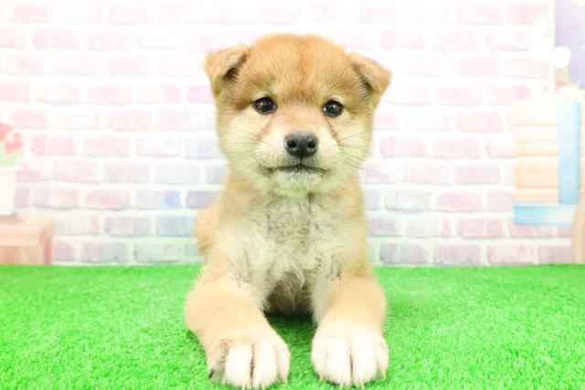 岩手県の柴犬(標準サイズ) (Coo&RIKU岩手盛岡店/2025年11月28日生まれ/女の子/赤)の子犬の1枚目の画像