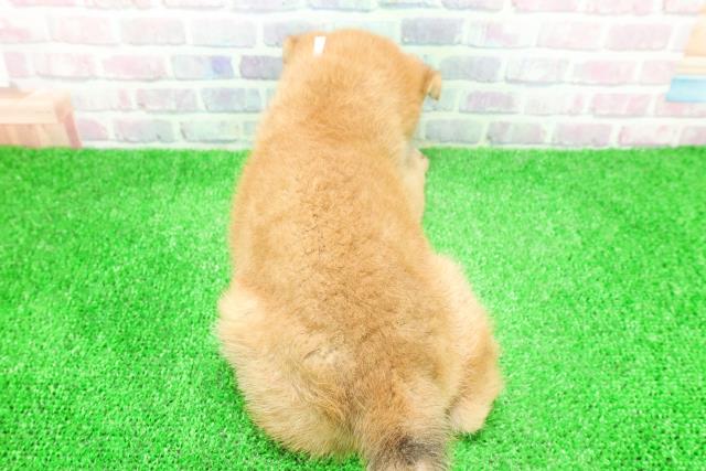 岩手県の柴犬(標準サイズ) (Coo&RIKU岩手盛岡店/2025年11月28日生まれ/女の子/赤)の子犬の4枚目の画像