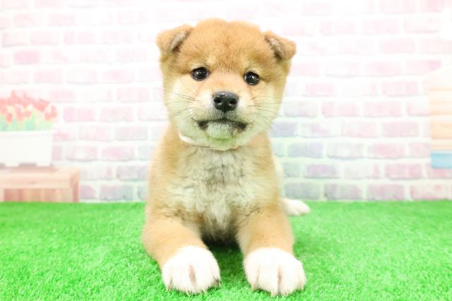 岩手県の柴犬(標準サイズ) (Coo&RIKU一関店/2025年11月28日生まれ/女の子/赤)の子犬の1枚目の画像