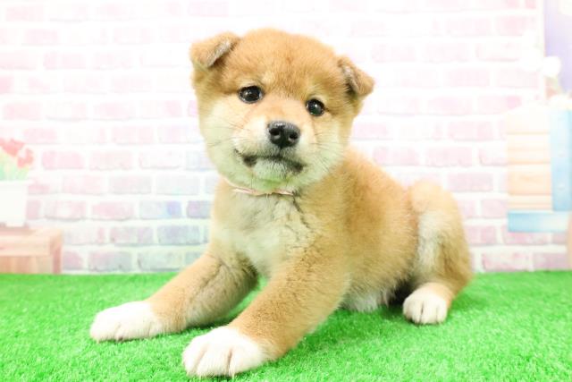 岩手県の柴犬(標準サイズ) (Coo&RIKU一関店/2025年11月28日生まれ/女の子/赤)の子犬の2枚目の画像