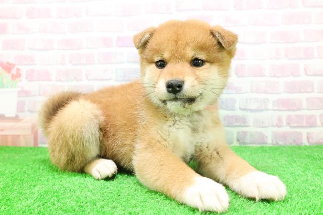 岩手県の柴犬(標準サイズ) (Coo&RIKU一関店/2025年11月28日生まれ/女の子/赤)の子犬の3枚目の画像