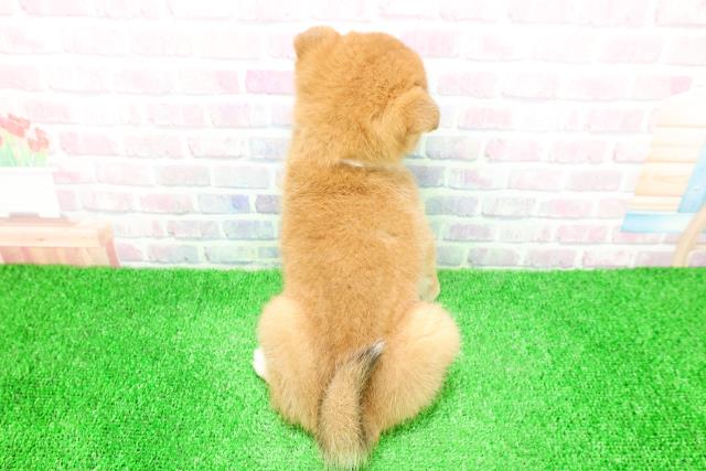 岩手県の柴犬(標準サイズ) (Coo&RIKU一関店/2025年11月28日生まれ/女の子/赤)の子犬の4枚目の画像