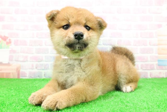 福島県の柴犬(標準サイズ) (Coo&RIKU福島店/2025年11月28日生まれ/女の子/赤)の子犬の2枚目の画像