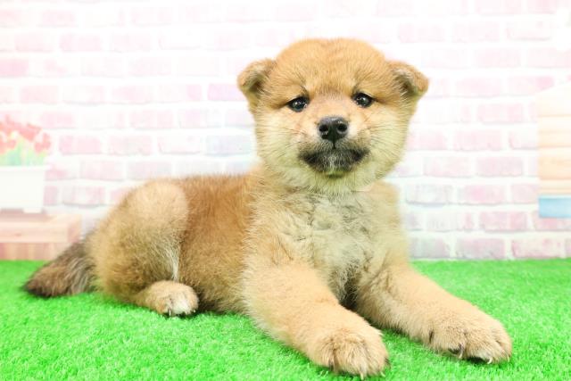 福島県の柴犬(標準サイズ) (Coo&RIKU福島店/2025年11月28日生まれ/女の子/赤)の子犬の3枚目の画像