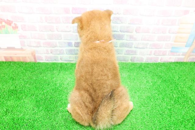 福島県の柴犬(標準サイズ) (Coo&RIKU福島店/2025年11月28日生まれ/女の子/赤)の子犬の4枚目の画像