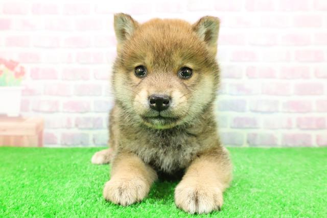北海道の柴犬(標準サイズ) (Coo&RIKU旭川店/2025年11月27日生まれ/男の子/赤)の子犬の1枚目の画像