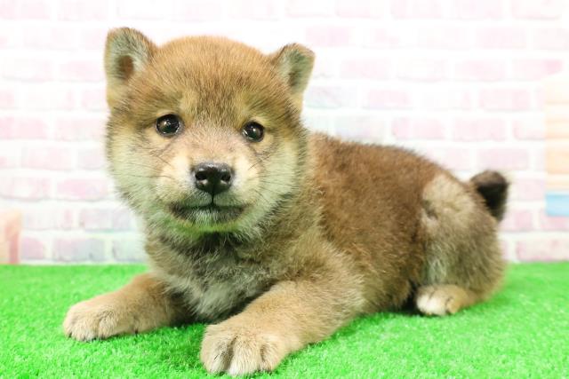 北海道の柴犬(標準サイズ) (Coo&RIKU旭川店/2025年11月27日生まれ/男の子/赤)の子犬の2枚目の画像