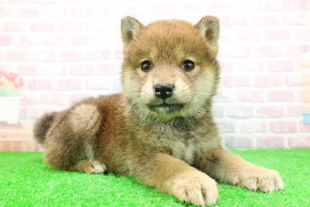 北海道の柴犬(標準サイズ) (Coo&RIKU旭川店/2025年11月27日生まれ/男の子/赤)の子犬の3枚目の画像