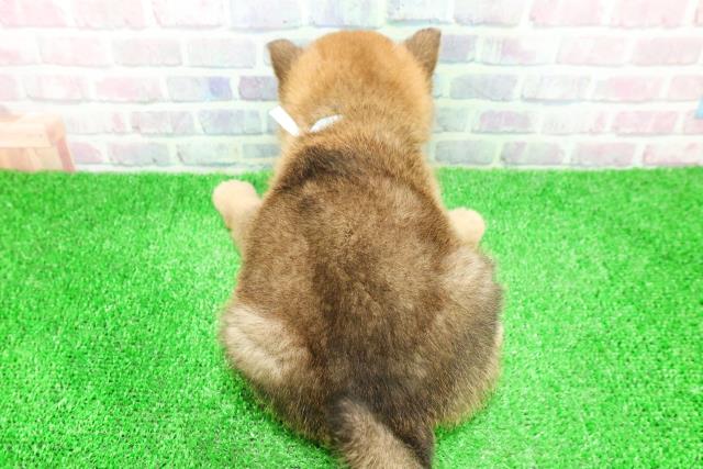 北海道の柴犬(標準サイズ) (Coo&RIKU旭川店/2025年11月27日生まれ/男の子/赤)の子犬の4枚目の画像