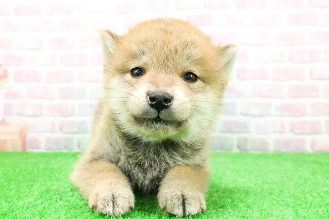 福島県の柴犬(標準サイズ) (Coo&RIKU郡山店/2025年11月27日生まれ/男の子/赤)の子犬の1枚目の画像