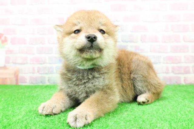 福島県の柴犬(標準サイズ) (Coo&RIKU郡山店/2025年11月27日生まれ/男の子/赤)の子犬の2枚目の画像