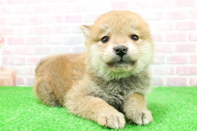 福島県の柴犬(標準サイズ) (Coo&RIKU郡山店/2025年11月27日生まれ/男の子/赤)の子犬の3枚目の画像