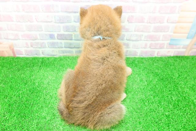 福島県の柴犬(標準サイズ) (Coo&RIKU郡山店/2025年11月27日生まれ/男の子/赤)の子犬の4枚目の画像