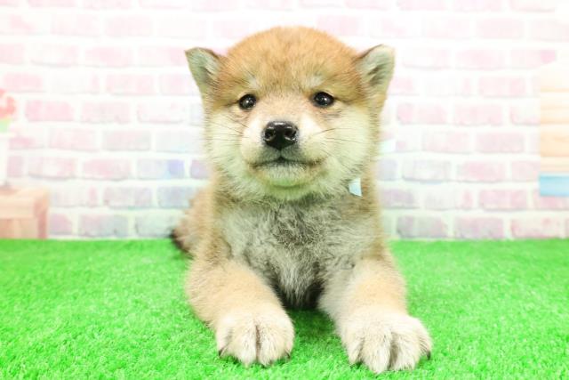 福島県の柴犬(標準サイズ) (Coo&RIKU会津若松店/2025年11月27日生まれ/男の子/赤)の子犬の1枚目の画像