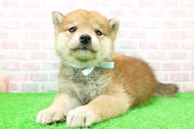 福島県の柴犬(標準サイズ) (Coo&RIKU会津若松店/2025年11月27日生まれ/男の子/赤)の子犬の2枚目の画像