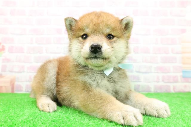 福島県の柴犬(標準サイズ) (Coo&RIKU会津若松店/2025年11月27日生まれ/男の子/赤)の子犬の3枚目の画像