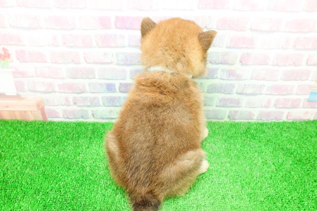 福島県の柴犬(標準サイズ) (Coo&RIKU会津若松店/2025年11月27日生まれ/男の子/赤)の子犬の4枚目の画像