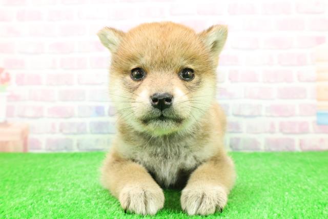 千葉県の柴犬(標準サイズ) (Coo&RIKU木更津店/2025年11月27日生まれ/女の子/赤)の子犬の1枚目の画像