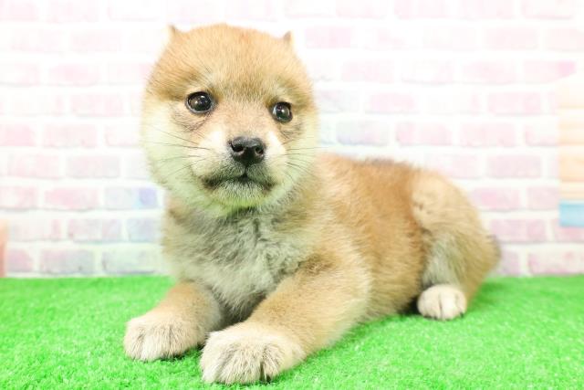 千葉県の柴犬(標準サイズ) (Coo&RIKU木更津店/2025年11月27日生まれ/女の子/赤)の子犬の2枚目の画像