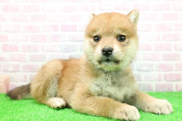 千葉県の柴犬(標準サイズ) (Coo&RIKU木更津店/2025年11月27日生まれ/女の子/赤)の子犬の3枚目の画像