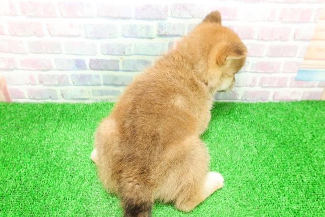 千葉県の柴犬(標準サイズ) (Coo&RIKU木更津店/2025年11月27日生まれ/女の子/赤)の子犬の4枚目の画像