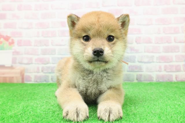 長野県の柴犬(標準サイズ) (Coo&RIKU綿半諏訪店/2025年11月27日生まれ/女の子/赤)の子犬の1枚目の画像