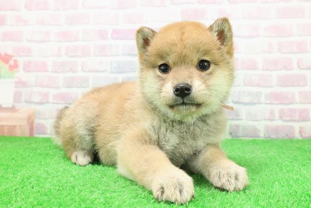 長野県の柴犬(標準サイズ) (Coo&RIKU綿半諏訪店/2025年11月27日生まれ/女の子/赤)の子犬の3枚目の画像