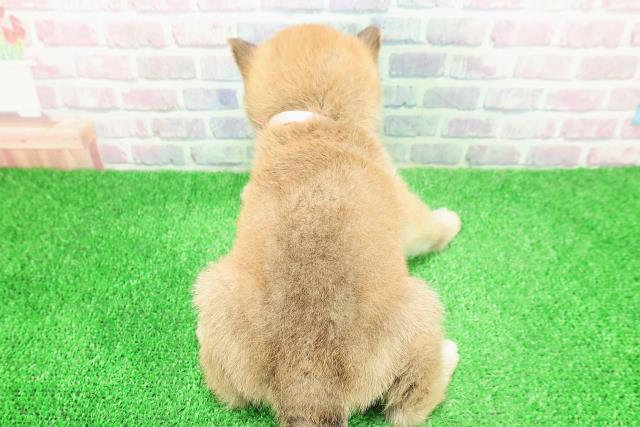 長野県の柴犬(標準サイズ) (Coo&RIKU綿半諏訪店/2025年11月27日生まれ/女の子/赤)の子犬の4枚目の画像