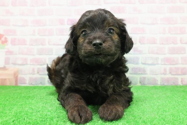 北海道のチワプー/プーチー(チワワ×プードル) (Coo&RIKU函館店/2025年11月30日生まれ/男の子/ブリンドル)の子犬の1枚目の画像